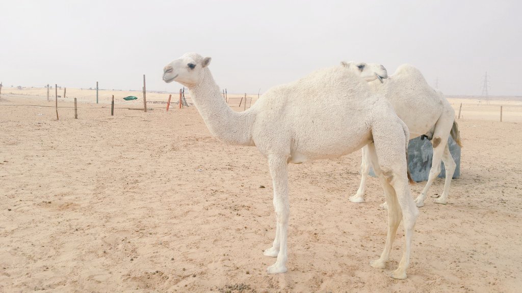 بكره للبيع سنه مفروده  0559875407