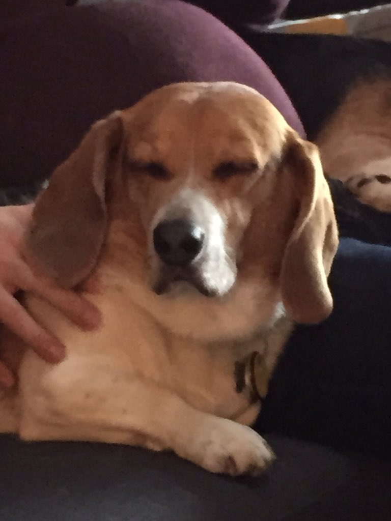 TaterBagle's tweet photo. So sleepy. https://t.co/lK3F9ywDeh