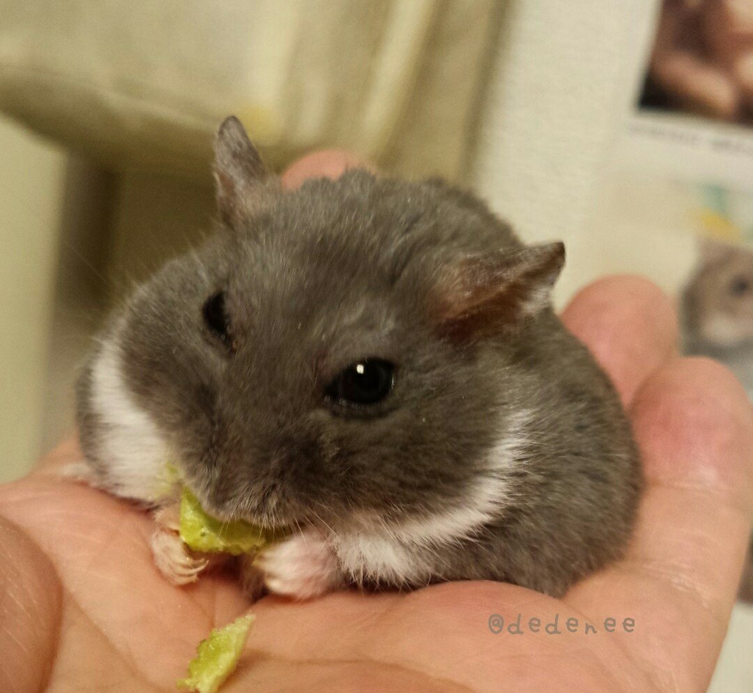 dedenee's tweet photo. 参考までに。
パンツくん(ジャンガリアンプディング♂)、ぽちゃ(ジャンガリアンパール♂)、わじまちゃん(キャンベルロシアンブルー♀)、ぽぽ(キャンベルロシアンブルー♂)　

#ハムスター https://t.co/AU4fXGWvhZ