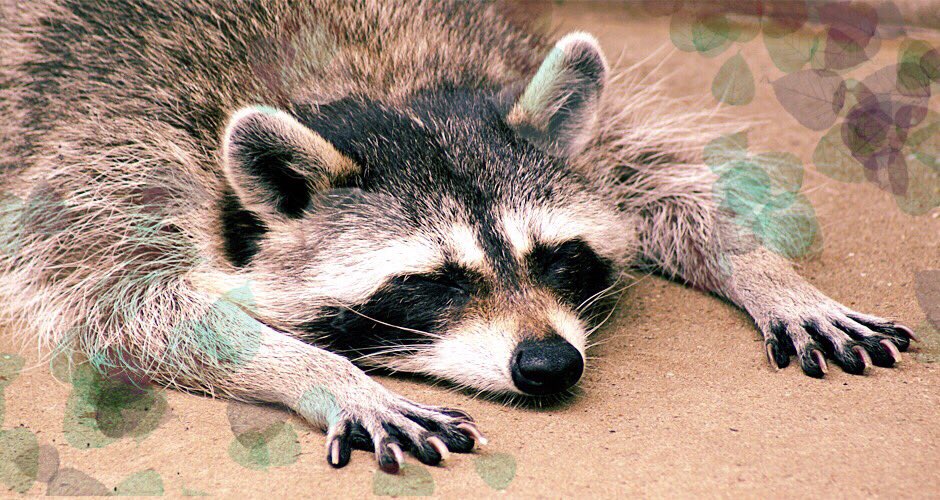 AraiVuta's tweet photo. アライグマとブタさんの
共同垢 https://t.co/d7xlTD6DOj
