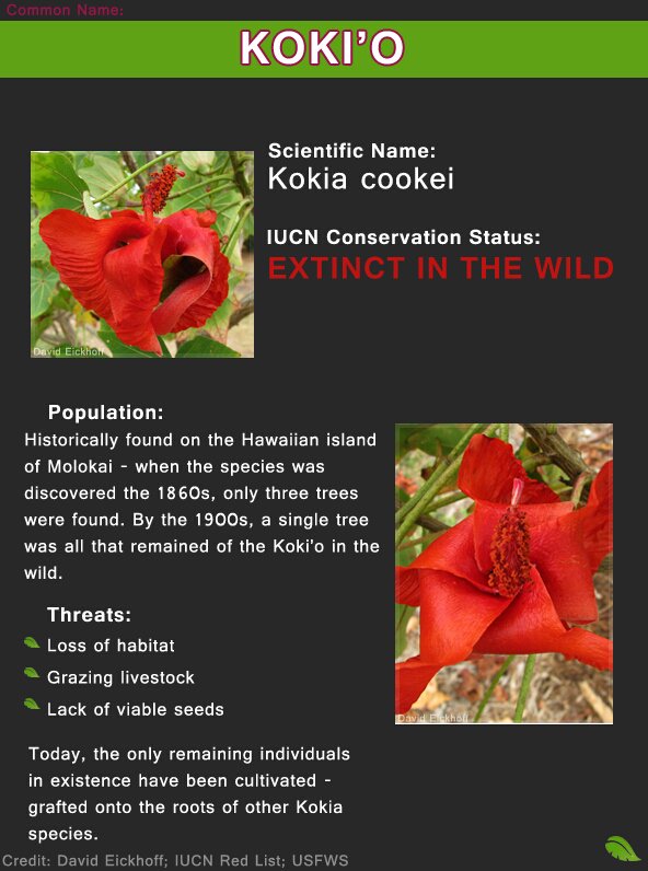 Extinct Plants With Names And Pictures