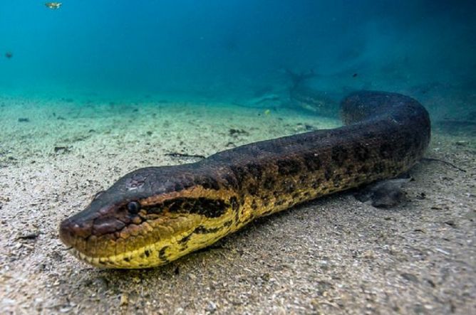 Metro_TV's tweet photo. Penyelam Terkejut Temukan Anaconda Besar di Gua Bawah Air https://t.co/7mWP8toZ6x https://t.co/p6ZGfLU7CE