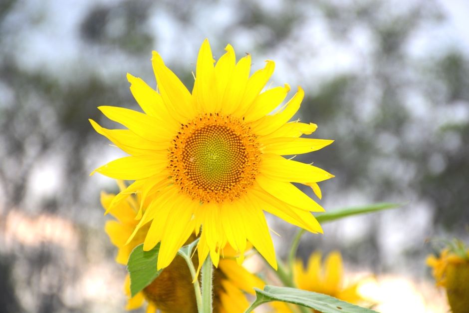 Successful #sunflower crop has #cane farmers considering the flower as an alternative ab.co/1NMpqqB