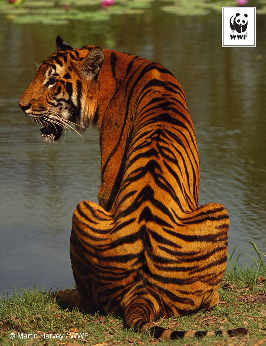 #DYK most tigers have over 100 stripes? They go all the way down to their skin - like a tattoo! #doubletigers