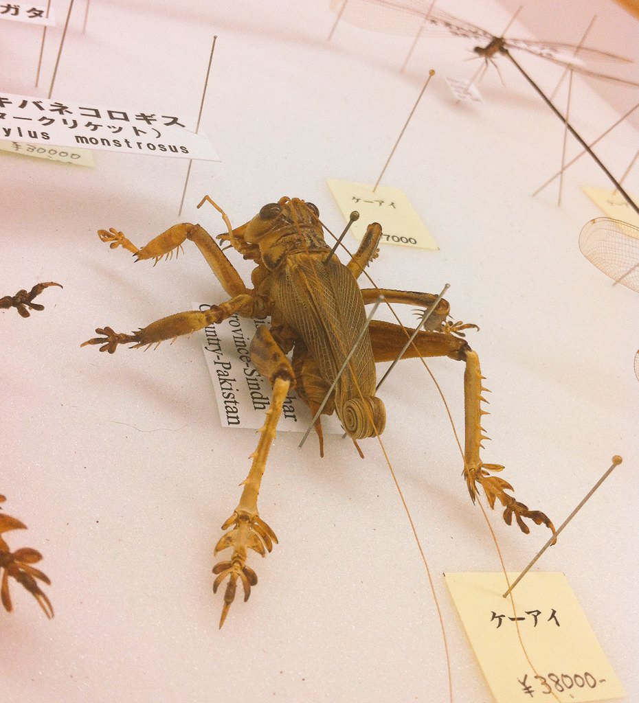 虫注意！昨日はカッコイイ変な虫を見て来た。オバケマキバネコロギス
