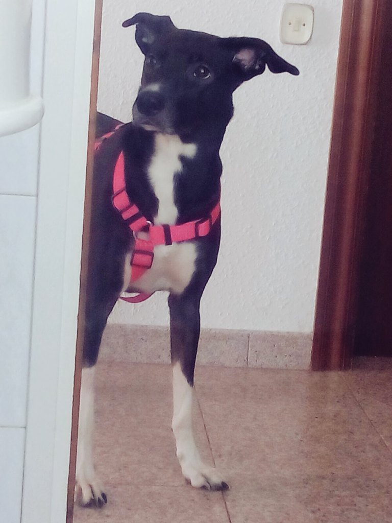 DANIROVIRA's tweet photo. Se llama Fosca. Fue abandonada y maltratada. Necesita un hogar. #Barcelona 
@SOSHUELLASBCN Soshuellasbcn2@gmail.com https://t.co/tBxNJsVQaF