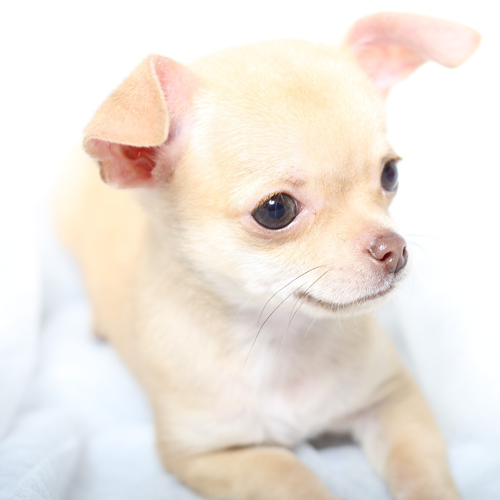 福島県求人情報サイト ジョブフク はる動物病院様 動物が好き 動物の世話が好きな方大歓迎 T Co Ylmrwyuuoq はる動物病院 いわき市求人 動物病院 動物看護師 就職 正社員 求人 転職 就活 採用 仕事 お祝い金 T Co Rvclzptv