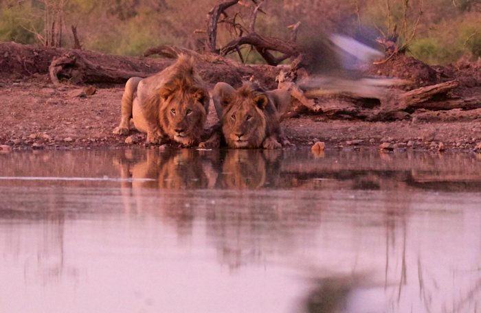 SafariAndCity's tweet photo. Lions pay their first visit to the #TerrapinHide at @jacislodges! Full story &amp; photos here:
https://t.co/pQz0QPMkMm https://t.co/AFqiNXF7LE