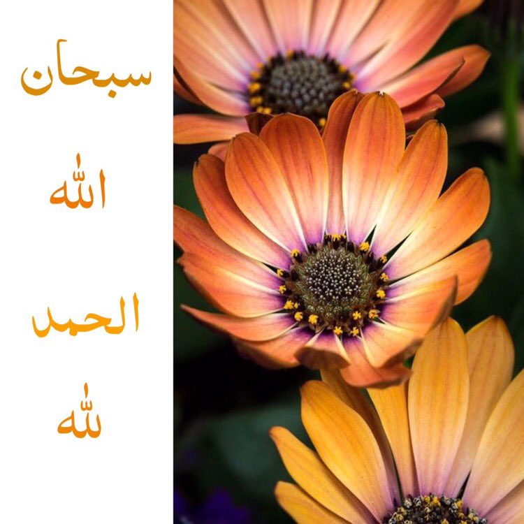alialasiri15 tweet picture