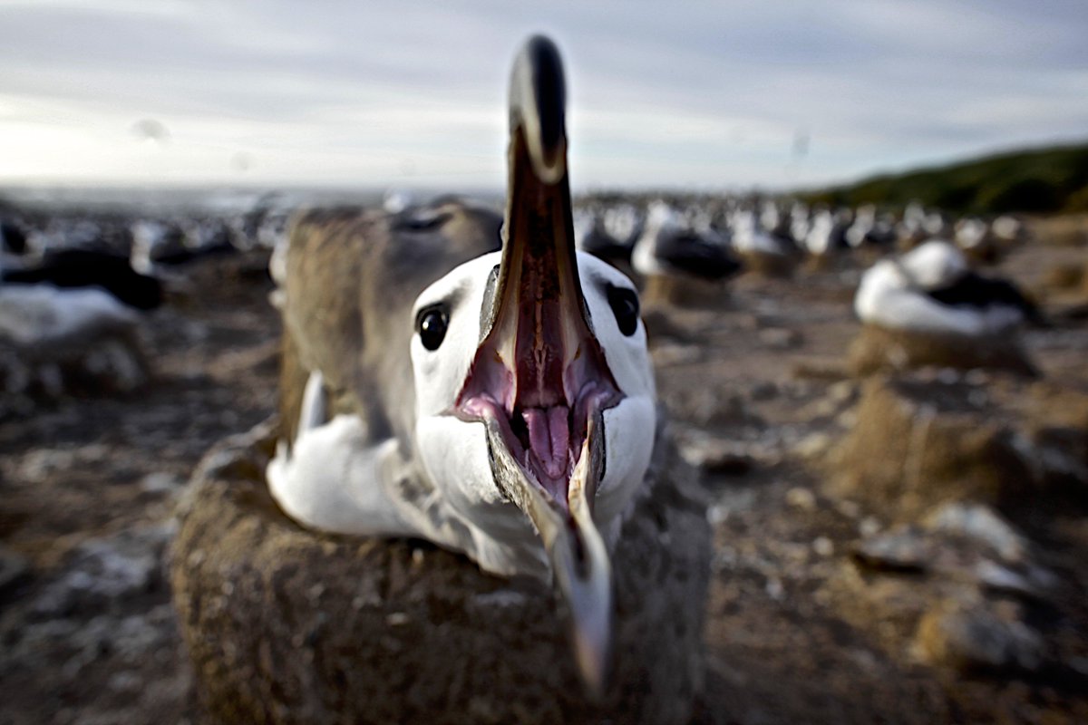 "Albatross nests are spaced just far enough apart to avoid pecking." <a href="/BooMcP/">B.CP</a> #TheHunt #EarthOnLocation