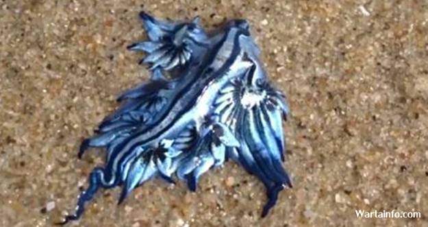 Nagabiru Hashtag On Twitter