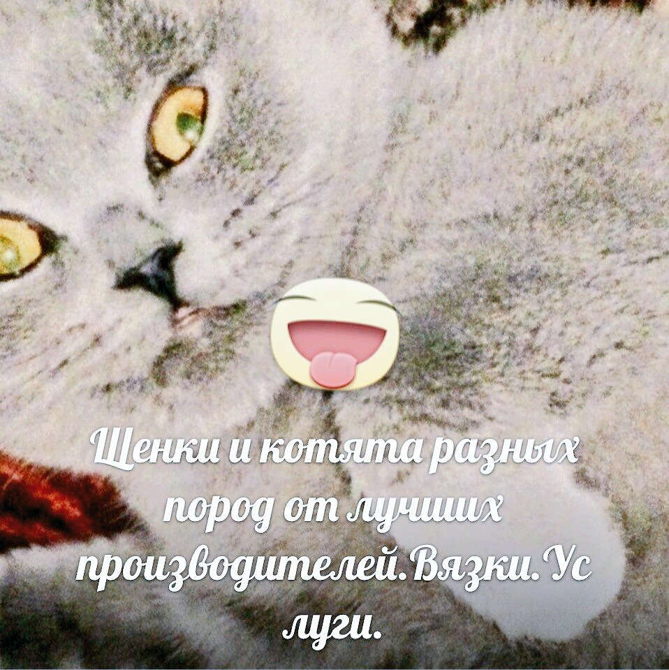 Собаки и кошки.Клуб. (@vp8scdjezki7oad) on Twitter photo 