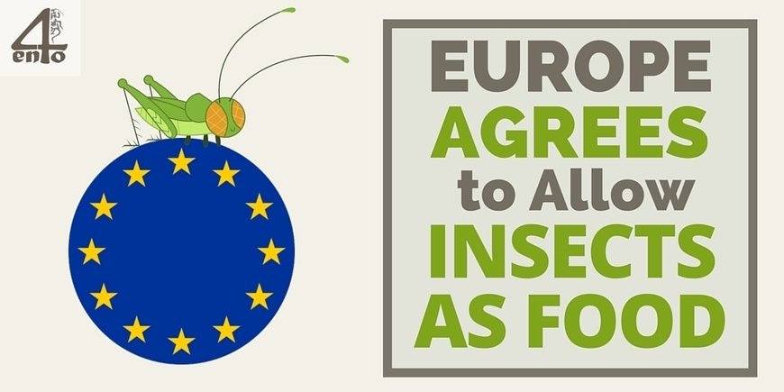 AnaCDay's tweet image. Europe Agrees to Allow Insects as Food - #4ento #NovelFodd #EU sco.lt/6Weakz