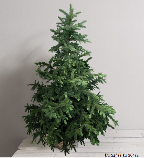 Interflora's tweet photo. RT + donne-nous une bonne raison de te livrer un sapin de Noël avec le #LivrezMoiUnSapin pour peut être le gagner 🌲 https://t.co/arl5XxARJO