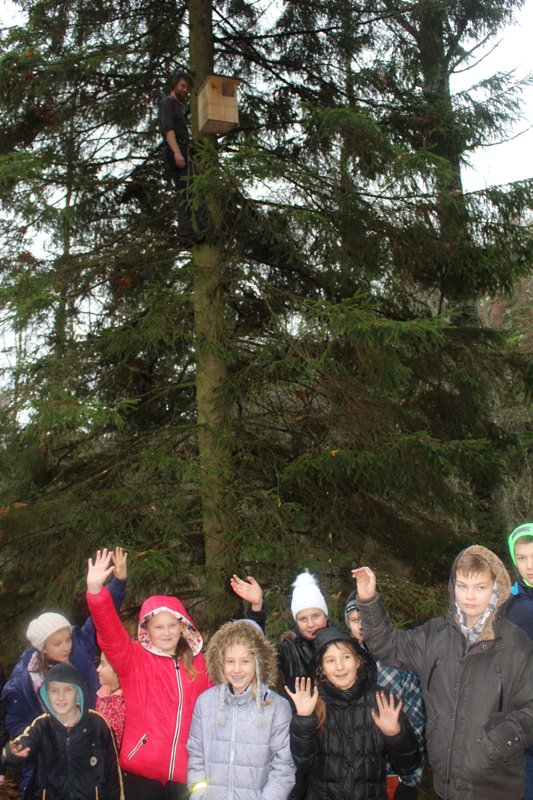 Vairāku pūču būru pareizu izvietošanu kokā nodemonstrēja ornitologs <a href="/Avotans/">Avotāns</a>.