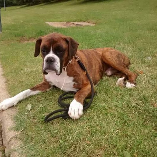 elhocicoorg's tweet photo. Zeus #boxer acostumbrado a vivir en un piso.  Busca familia definitiva.  En #adopcion. https://t.co/W5J2b0Tzvh