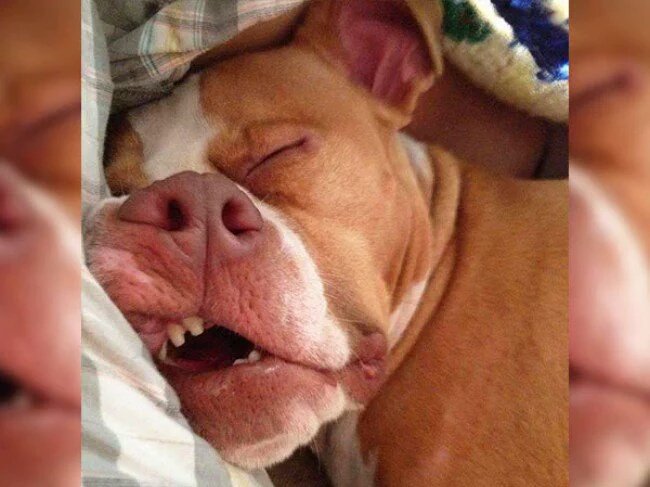 bcSharonZ's tweet photo. #dogssleep #staffie edition https://t.co/4ByetTWgBN
