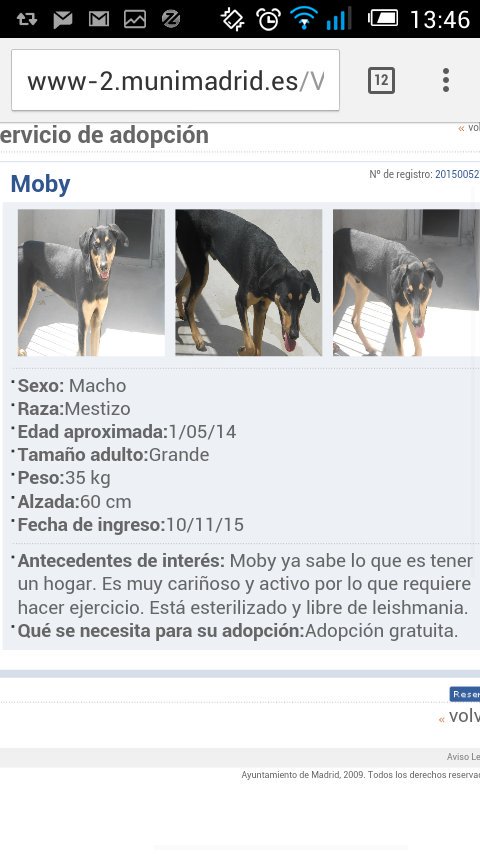 KarmaAnimal's tweet photo. Moby perro de 1 año en #adopcion en #Madrid https://t.co/DGxb3hac7Z https://t.co/lbSAkTmquV