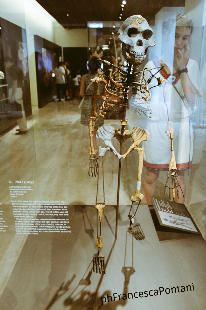 pontanifra's tweet photo. 🎉41 anni fa #DonaldJohanson scopriva #Lucy in #Etiopia #Afar #LucyAustralopithecus 📍replica al @MANArqueologico https://t.co/QFvtrRbKNH