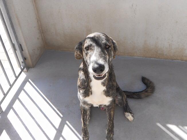 DifusionAdopMad's tweet photo. CALIPO, de sólo 1 añito, tam. mediano, cachorrón en la perrera en #adopción. #Madrid Ctto: 622880174 @KarmaAnimal https://t.co/hNAfNFC1Uj
