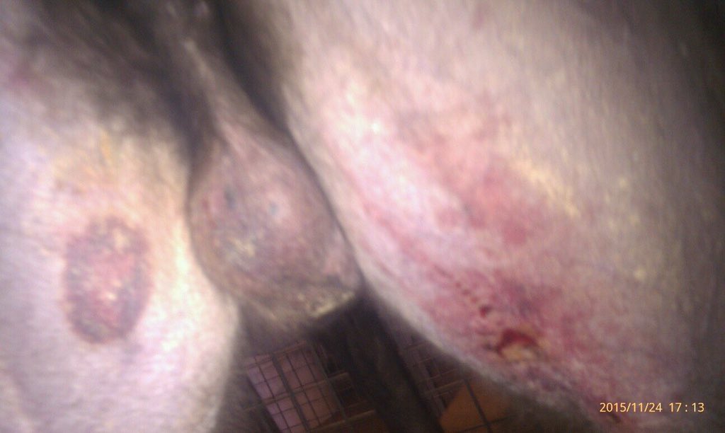 Zambora_Magic's tweet photo. The bruising as a result from my race today at Gawler! Some very strange bruising going on! Ouch!🐾 https://t.co/EIrUornHIV