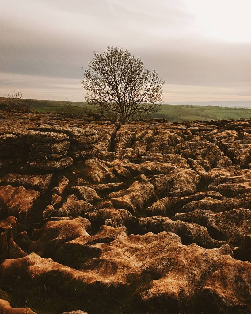 yorkshire_brew's tweet photo. Life succeeds in unlikeliest of places
#trees #Yorkshire #autumn #tree_brilliance #lonely_… https://t.co/xuZ7vWL6S6 https://t.co/MUcRAO66g2
