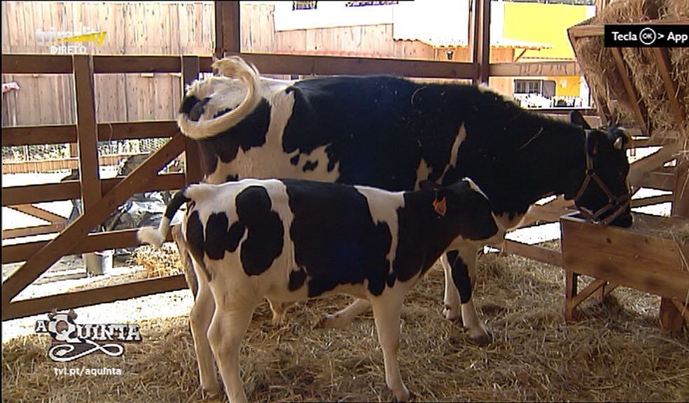 AQuintaTVI's tweet photo. Bom dia 🐮 já viu como o mimoso está crescido?  #aquinta #vitelo #realityshow #ruralityshow #animais #bebe #crescer https://t.co/dRsf7NqyG5