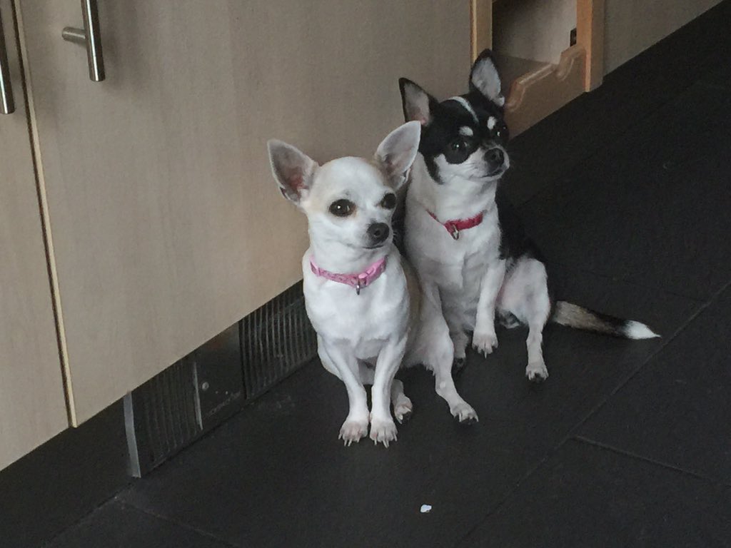 aquagas's tweet photo. @MysonUK my dogs love this #kickspace https://t.co/sFXHPi9t9W
