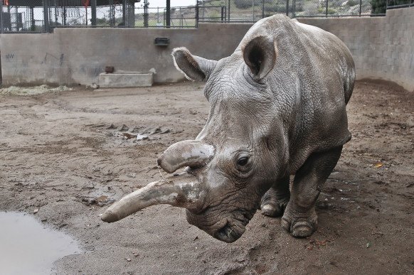 WIRED's tweet photo. Nola the northern white rhino’s death leaves just three on Earth https://t.co/L3lefImlqX https://t.co/9c91zlCREu