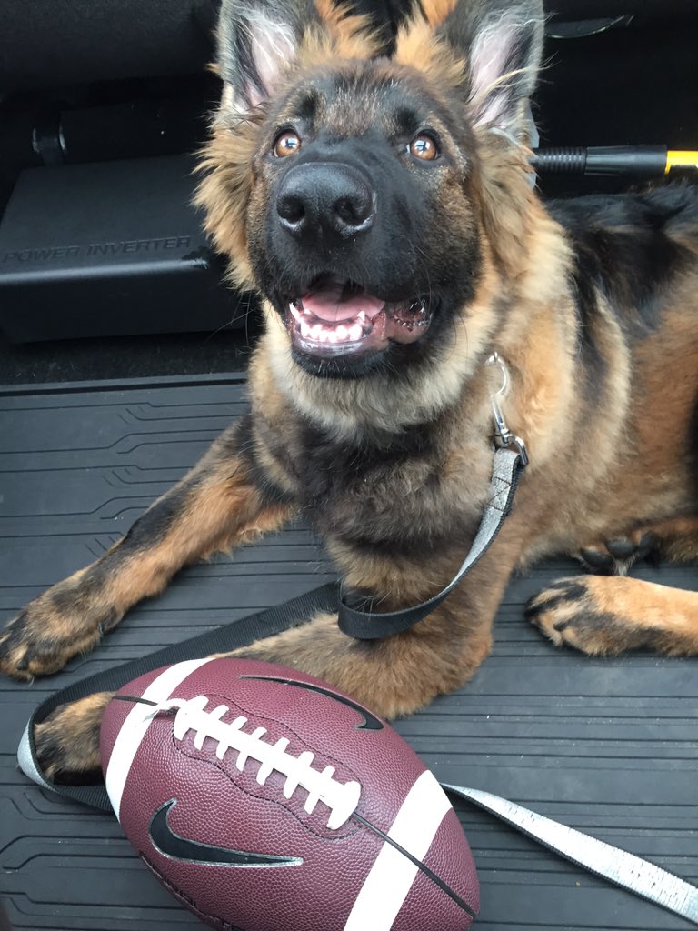 MissBlitz15's tweet photo. #GermanShepherds  #love #thoseyes #Blitz #Perfect https://t.co/CBSoXjSSpx