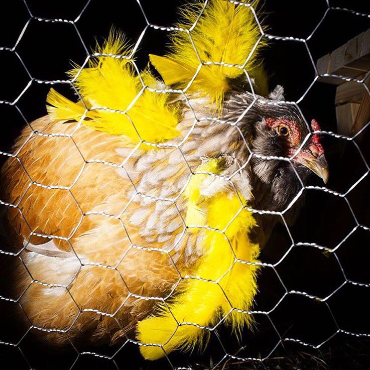 PerformaNYC's tweet photo. #LauraLima #Performa15 Commission - Chicken Gala and Ball 📸 @landonnordeman https://t.co/xulMzfIfRg