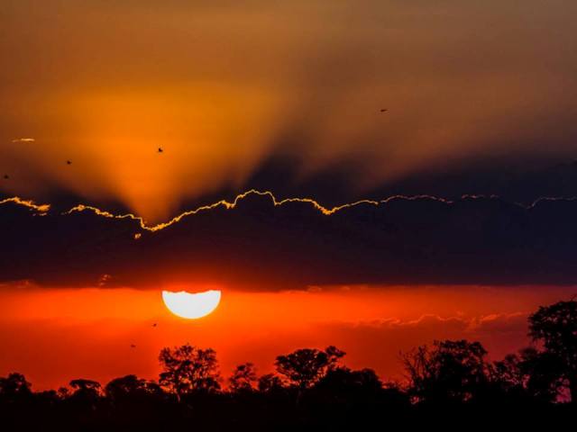 BWGovernment's tweet photo. GOOD EVENING FRM BOTSWANA

Birds returning to their roosts in the Okavango.May we all find comfort in our own roosts https://t.co/2WwhCkCSQP