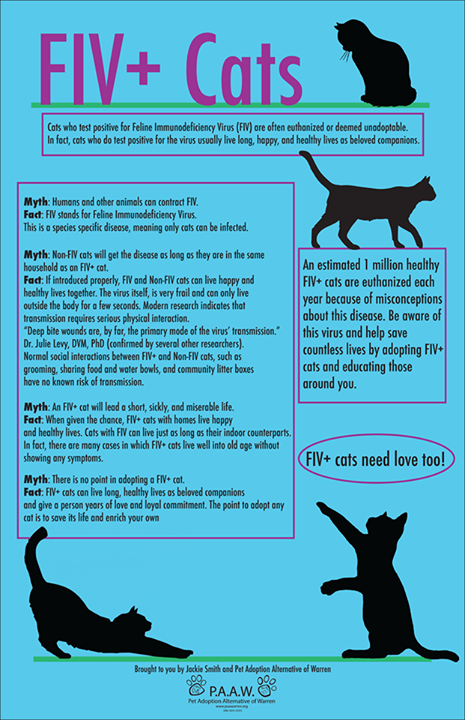 Freja_Petersen's tweet photo. #FIVPositiveIsNotANegative #PositivelyAdoptable #FIVWillNotStopMe #Adopt #Rescue #Cats
https://t.co/71MrFYZ8Nm https://t.co/BTqPRG4xhP