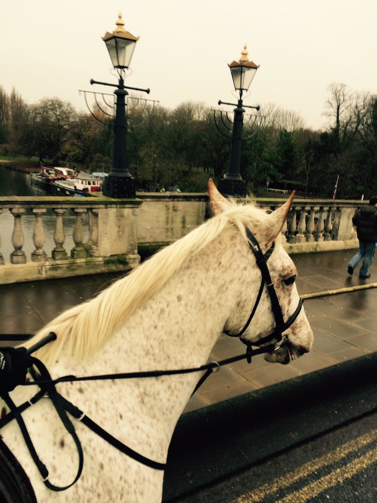 CityHorses's tweet photo. #CHIndiana training update:1st trip into Kingston upon Thames today!Very busy roads and market square.Looking good๐ https://t.co/ylBogxfOQK