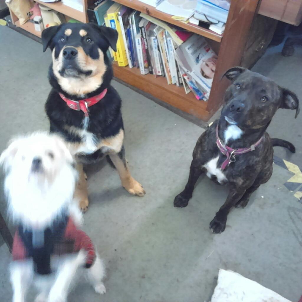 jojostratts8's tweet photo. Flynn,  Daphne and Timmy waiting for instructions @PactSanctuary office. https://t.co/TVtvUEJmnw