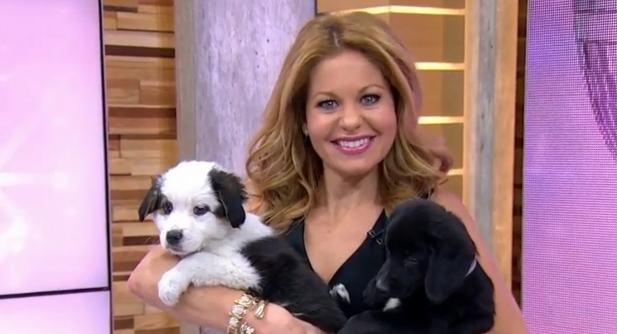 GMA's tweet photo. SO. MANY. PUPPIES! https://t.co/UtC92DkmYz