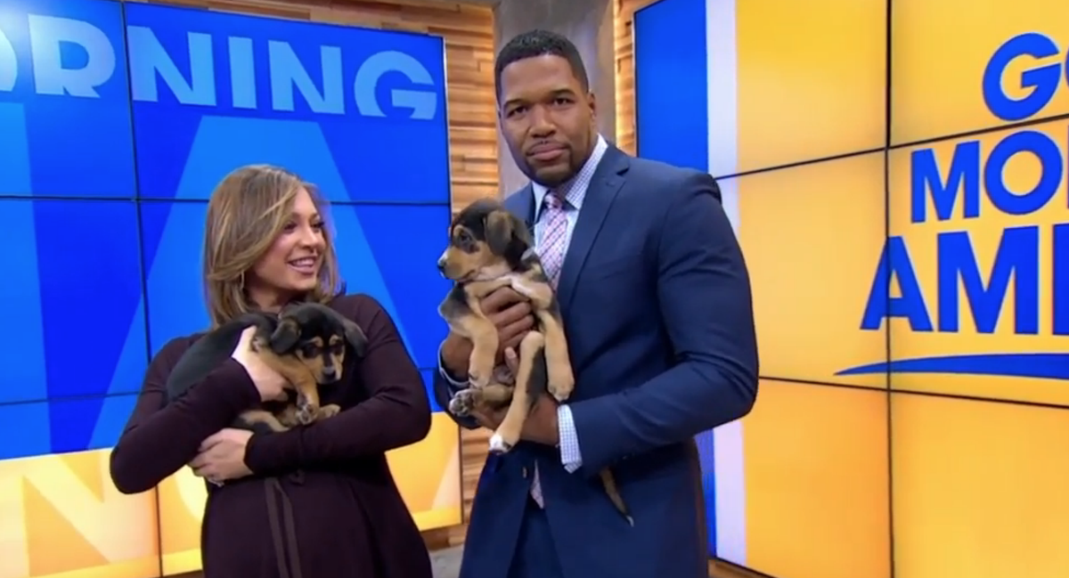 GMA's tweet photo. SO. MANY. PUPPIES! https://t.co/UtC92DkmYz