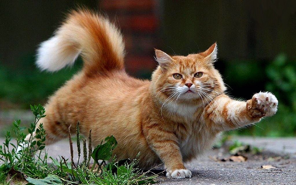 CuteCatsCo's tweet photo. https://t.co/D4eQme6CwT