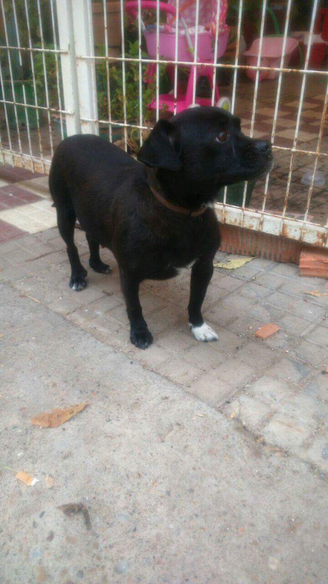 #tula cruce que pequinés,  2,5 años muy buena y cariñosa #adopción