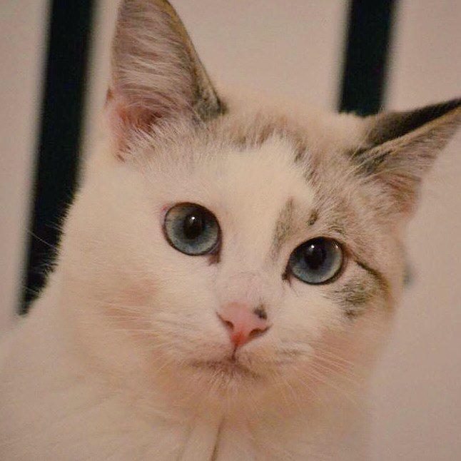sosgatosmurcia's tweet photo. Perico y Bella, nuestros muñequitos de nieve con ojos de cielo, siguen sin #adopción! Cómo es posible!? https://t.co/SD2AtvzDZt