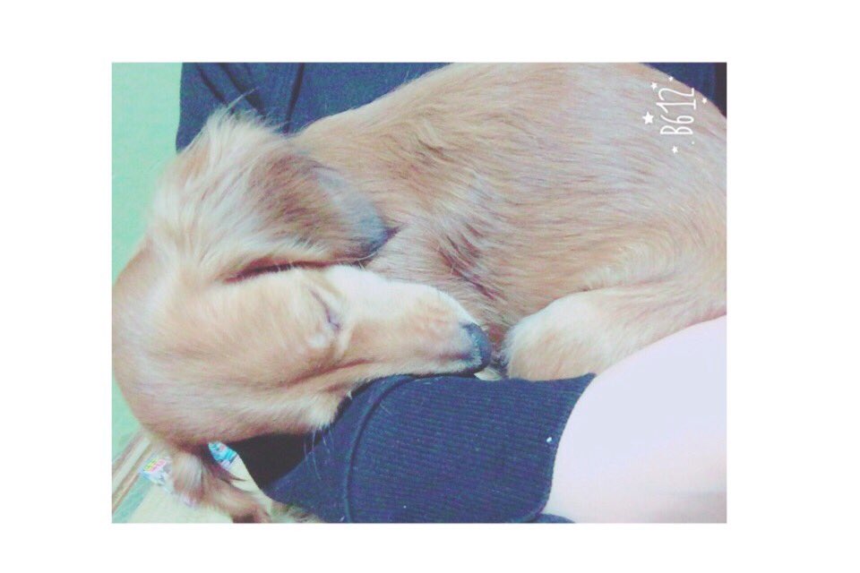 mn_0317's tweet photo. チョーーー可愛い。腕で寝て。🐶💤 https://t.co/HiEnBrZccn
