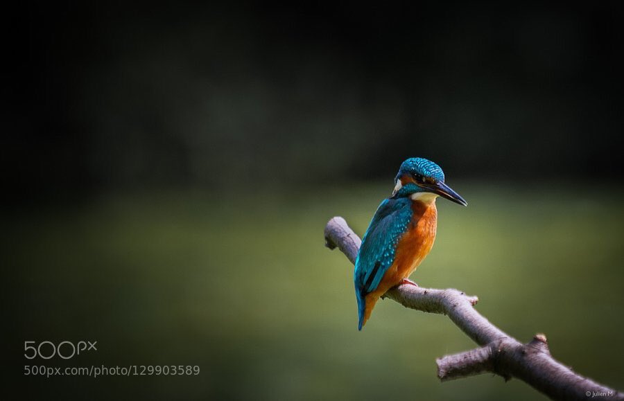 Ｍ. Ｔ (@aveirjapan) on Twitter photo 