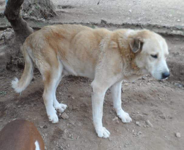 #excalibur #mastín 6 años. Se merece ser por fin feliz. #acogida o #adopción