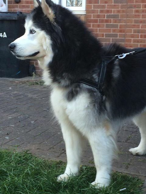 harleys hounds tweet media