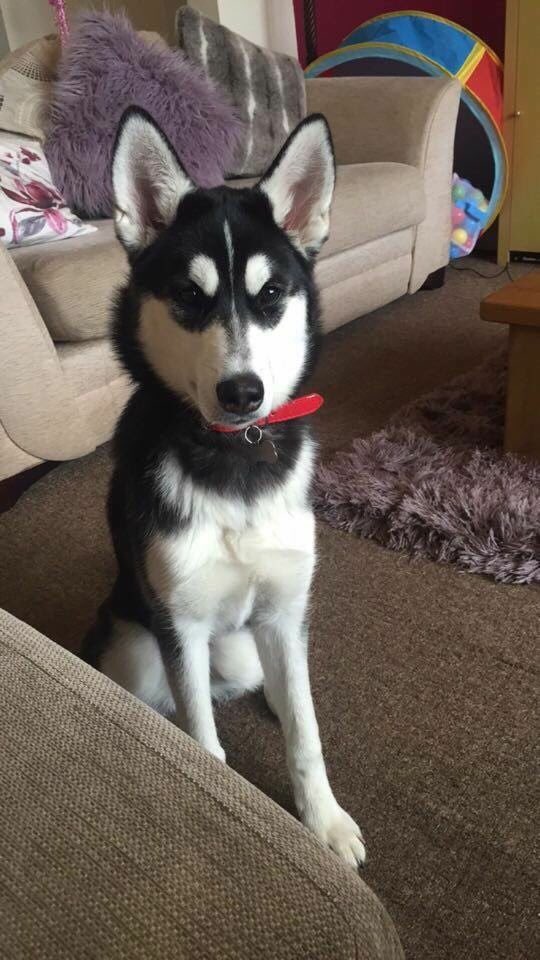 harleys hounds tweet media