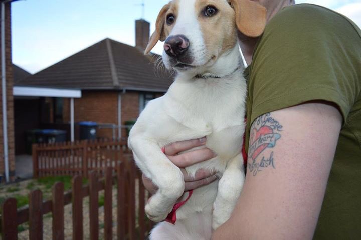 harleys hounds tweet media