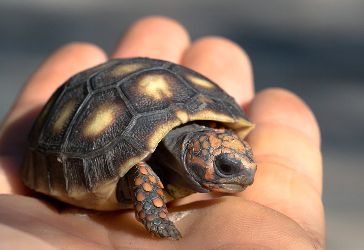 Милую черепашку. Милые черепашки. Милую черепашку. Милые черепашки. Милую черепашку.