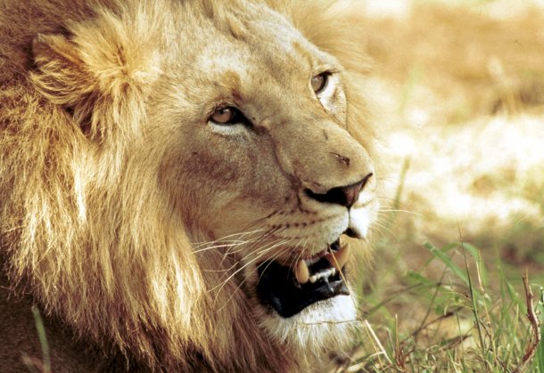 Marche_animaux's tweet photo. La France sera désormais fermée aux trophées de lions ! #CestPasFini #LaMarcheDesAnimaux
https://t.co/w3reyDdfwG https://t.co/pe8qPH84M9