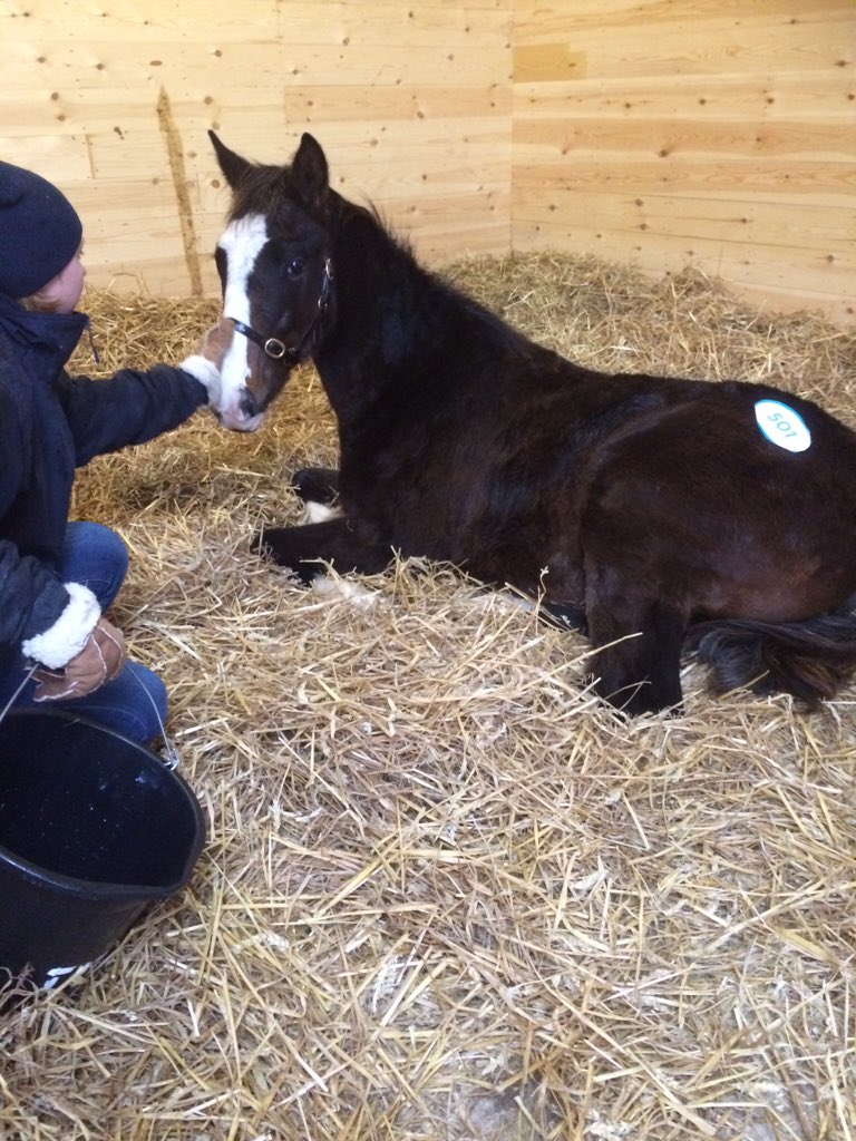Eclipse_uk's tweet photo. Nap time @Tattersalls1766 https://t.co/cyCfkCRFTO