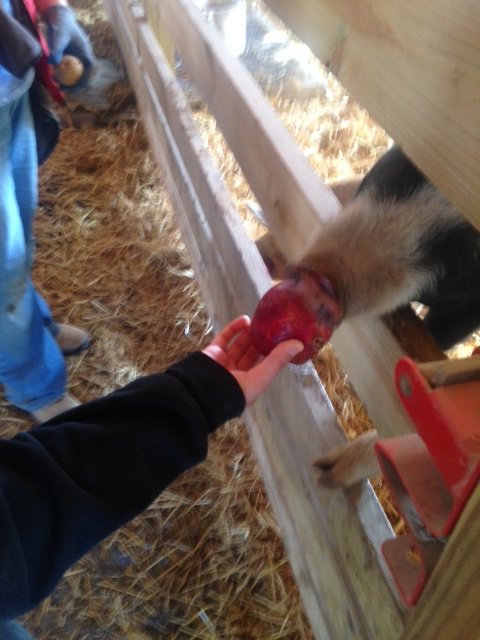 bardcce's tweet photo. Check out these Bard Students who helped out at the Animal Farm Sanctuary! 

#coolkids #BardCollege #OnASaturday https://t.co/vUpm8cqQwg